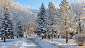 晴朗藍天下白雪覆蓋的森林小徑，樹木結霜 — 冬季風景 壁紙