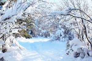 積雪的森林小徑，光禿禿的樹枝在強烈陽光下在頭頂拱起。 — 冬季風景 壁紙