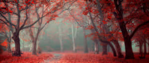 一條霧氣瀰漫的森林小徑，兩旁是秋天紅葉的樹木。 — 自然風景動圖 壁紙