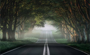一條蜿蜒的道路穿過霧氣瀰漫的森林，陽光穿過樹木。 — 樹木 壁紙