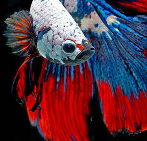 一條色彩繽紛的鬥魚，帶有紅色和藍色魚鰭，在水中游動。 — 魚 GIF 壁紙
