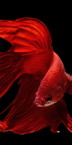 一條帶有流暢魚鰭的紅色鬥魚在黑暗的水中游動。 — 18:9 壁紙