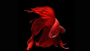 一條魚鰭流暢的紅色鬥魚在黑色背景下游泳。 — 水族箱 壁紙