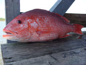 一條剛捕獲的紅鯛魚在木碼頭上，靠近水面。 — 魚 GIF 壁紙