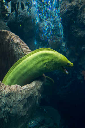 水族館瀑布附近一條張開嘴巴的綠色海鰻。 — 舊金山 iPhone 壁紙