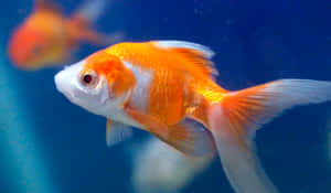 一條金魚在藍色水中游泳的特寫，背景中有另一條魚。 — 水族箱 壁紙