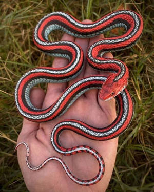 一條色彩繽紛的條紋蛇靜靜地躺在某人張開的手掌中。