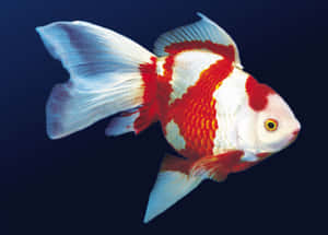 一條紅白相間的金魚在深藍色水中游動。 — 金魚 壁紙