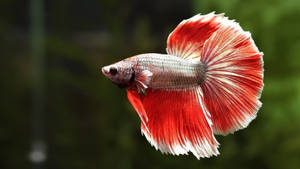 一條紅白鬥魚在水中游動，魚鰭飄逸。 — 魚 GIF 壁紙