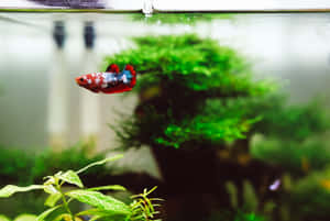 一條色彩繽紛的鬥魚在綠色水草缸中游動。 — 水族箱 壁紙