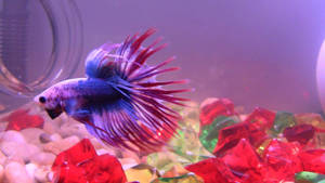 一條藍紅鬥魚在魚缸中游過色彩繽紛的寶石礫石。 — 魚 GIF 壁紙