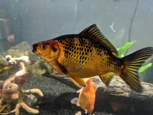 一條黑色和金色斑點的金魚在水族箱中游動，配有漂流木和植物。 — 金魚 壁紙