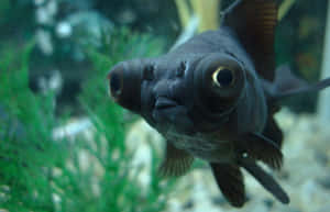 黑色花式金魚，大眼睛，在帶有綠色植物的水族箱中游泳。 — 金魚 壁紙