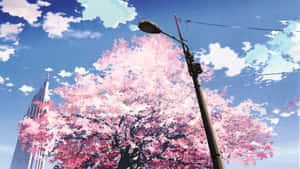 春天粉紅色的櫻花樹，襯著藍天、城市建築和路燈。 — 櫻花 壁紙