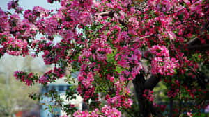 春天時一棵開滿粉紅色花朵和綠葉的樹。 — 春天花朵 壁紙