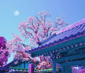 櫻花在滿月下在傳統日本寺廟旁邊盛開。