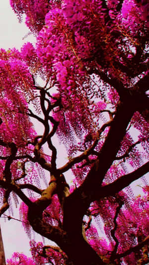 從下方看到一棵佈滿紫色紫藤花的樹。 — 美學粉色GIF 壁紙