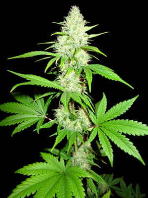 大麻植物特寫，綠色葉子和白色花蕾，黑色背景。 — iPad Air 壁紙