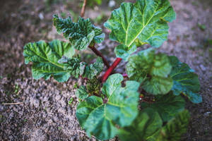 一棵大黃植物，有綠色葉子和紅色莖，生長在土壤中。 — 蔬菜 壁紙