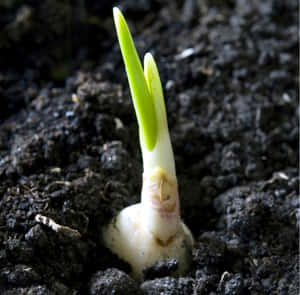 一棵幼嫩的植物芽穿過深色土壤 — 植物美學 壁紙
