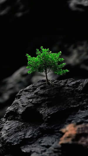 在自然環境中，一棵小綠樹從深色岩石表面萌芽。 — 簡約 壁紙