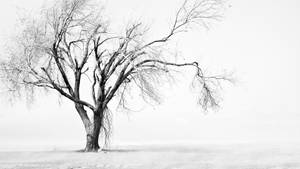 灰色天空下，雪地中一棵孤獨的無葉樹。 — 簡約 壁紙