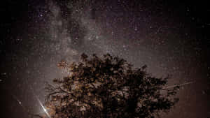 樹影襯托繁星夜空，銀河系清晰可見。 — 星空動畫 壁紙