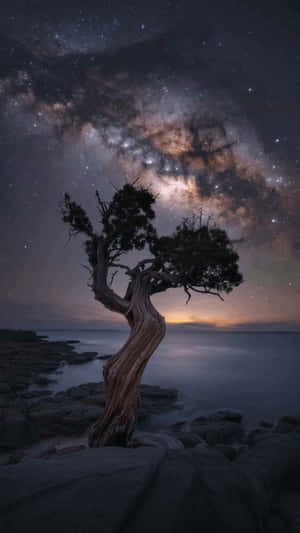 岩石海岸上一棵扭曲的樹，在星空下可見銀河 — 星星 壁紙