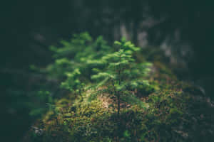 年輕松樹苗在長滿苔蘚的森林地面生長 — 自然風景動圖 壁紙