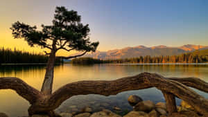 一棵孤樹在日落時分矗立在湖邊，背景是山巒，前景有一根倒下的木頭。 — 湖泊 壁紙