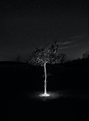 一棵孤獨的樹在繁星夜空下被照亮 — 星星 壁紙