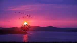 一棵孤樹在湖岸邊夕陽下，鳥兒在紫色粉紅色天空中飛翔 — 湖泊 壁紙