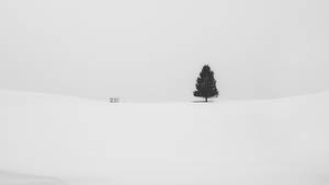 灰色天空下雪地裡的一棵樹 — 樹木 壁紙
