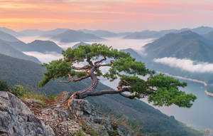 懸崖邊上一棵堅韌的松樹俯瞰著日出時霧氣瀰漫的山間湖泊。 — 山脈 壁紙