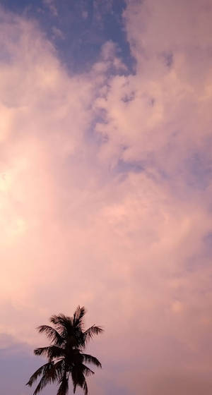 棕櫚樹剪影映襯粉紅與藍色暮色天空與雲朵 — 棕櫚樹日落 壁紙