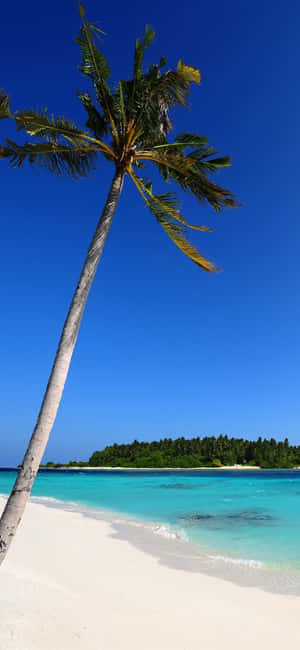 熱帶海灘，有棕櫚樹和碧綠海水，藍天白雲 — 海灘 壁紙