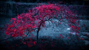 一棵孤獨的紅葉樹在黑暗的迷霧景觀中閃耀。 — 櫻桃 壁紙