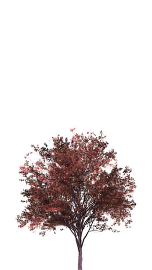 一棵紅葉樹孤立在白色背景上。 — 樹木 壁紙