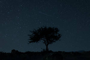在繁星點點的夜空下，一棵孤樹立於岩石山丘上，伴隨著一顆流星。 — 樹木 壁紙
