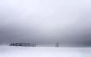 雪地上的一棵孤樹，遠處有森林，天空有霧。 — 冬季風景 壁紙