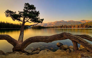 一棵孤獨的樹在湖邊，夕陽西下，背景有山巒，前景有倒下的樹幹。 — 森林湖泊 壁紙
