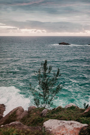 孤樹在懸崖邊緣面對海洋波浪，天空多雲 — 海景 壁紙
