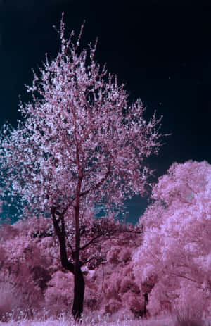 粉紅色櫻花樹在星空下閃耀，背景為深藍綠色夜空。 — 暗色花卉 壁紙