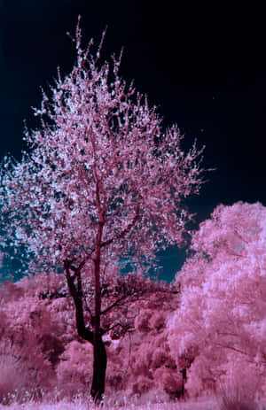 一棵粉紅色的櫻花樹在星空夜空下的森林中獨自站立。 — 小米平板 9 Pro Max 壁紙
