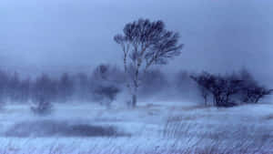霧濛濛的冬日裡，雪地上光禿禿的樹木。