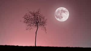 夜晚粉紅色天空下，滿月映襯著一棵樹的剪影。 — 美學月亮 壁紙