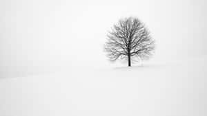 冬天雪丘上一棵無葉的樹。 — 冬季風景 壁紙