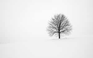 冬天雪丘上的一棵無葉樹。 — 冬季風景 壁紙