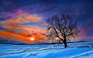 雪地中的孤樹，夕陽與多彩天空 — 冬季美學 壁紙
