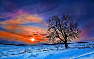 雪地中的孤樹與色彩繽紛的夕陽天空。 — 冬季風景 壁紙